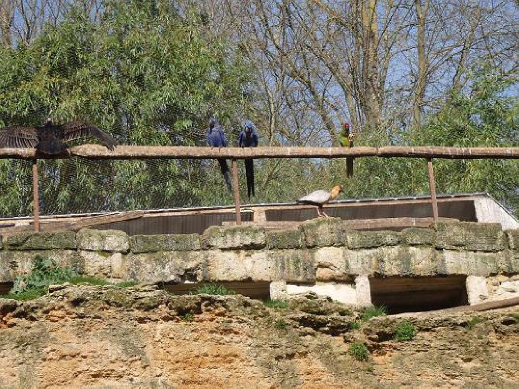 149 BIO PARC DE DOUE LA FONTAINE 6- 2016_000002.jpg